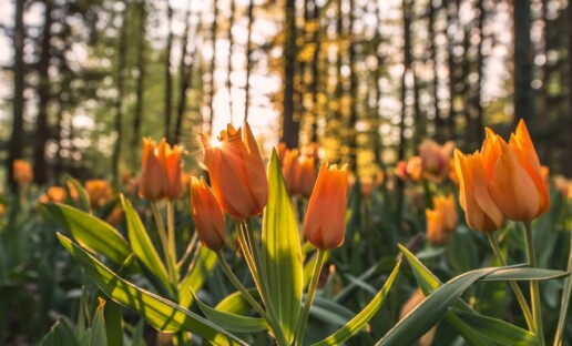 Orange tulips